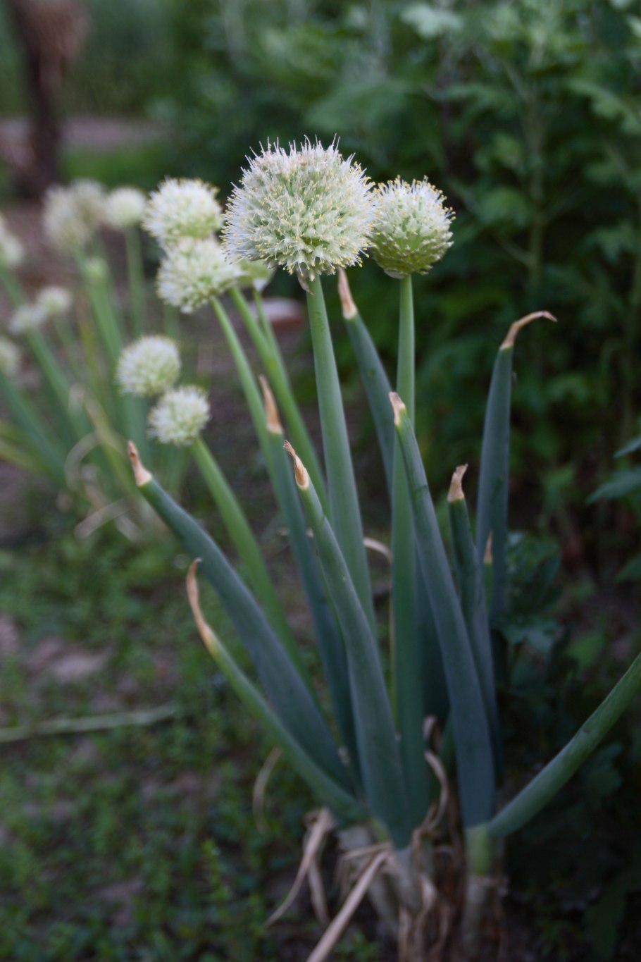 Лук поникающий (слизун) (Allium Nutans)
