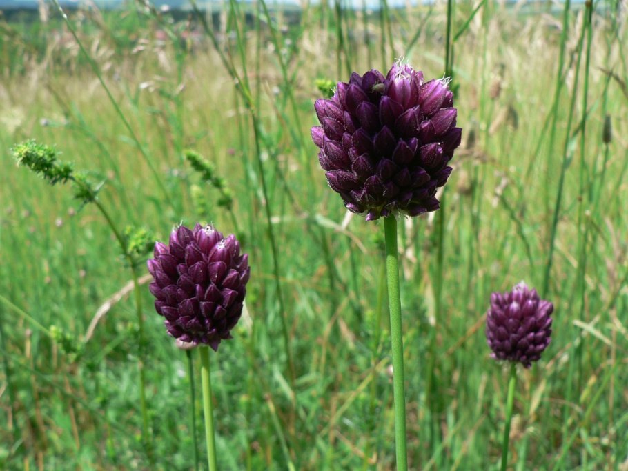 Лук круглый (Allium rotundum)