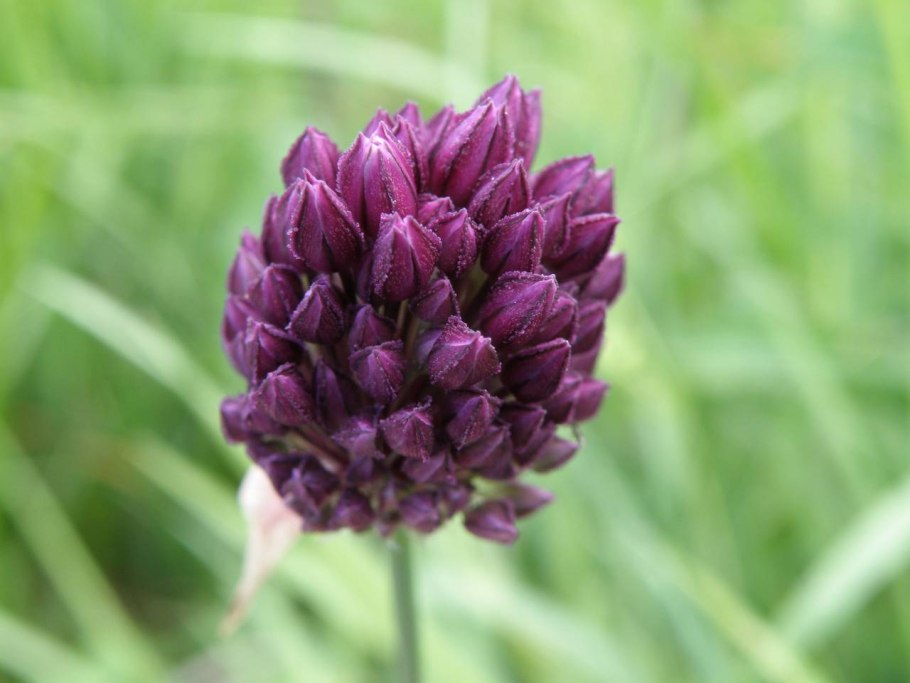 Лук круглый (Allium rotundum)