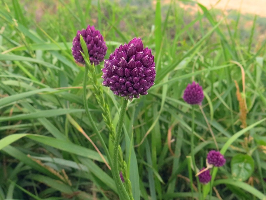 Лук круглый (Allium rotundum l.)