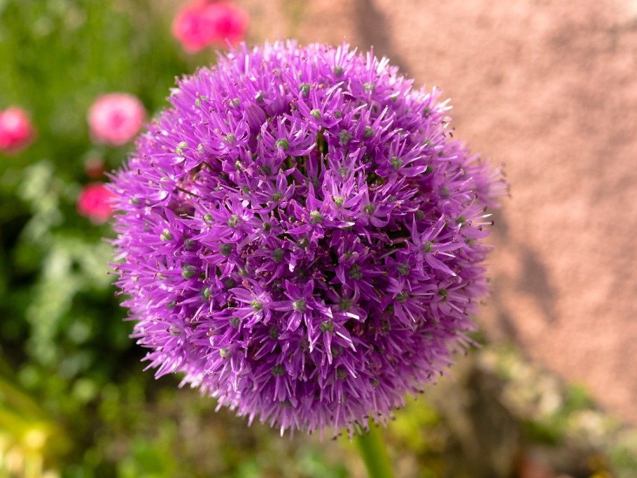 Лук аллиум альбопилосум