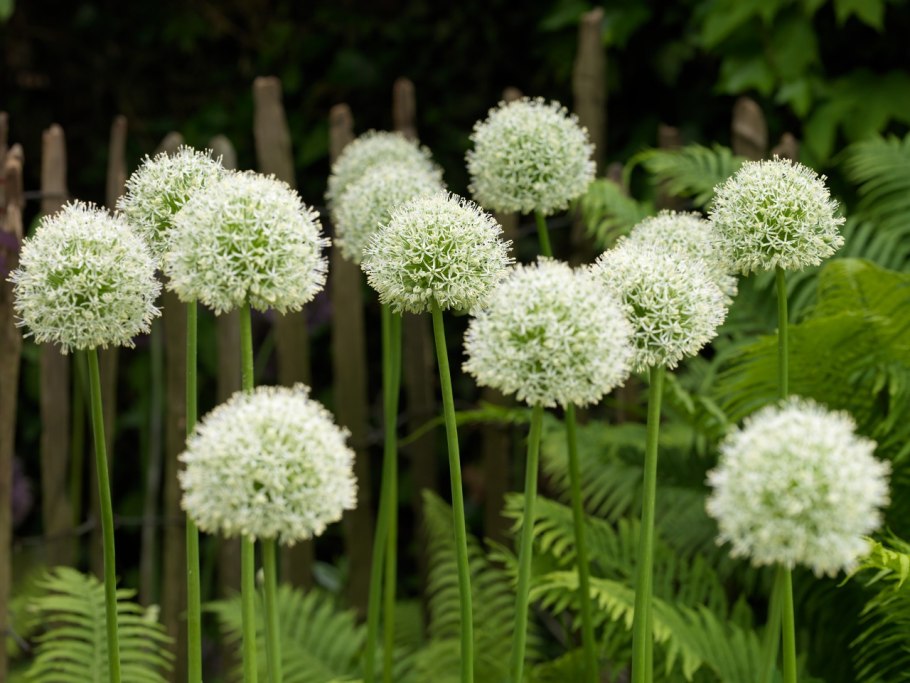 Л. шнитт Allium schoenoprasum