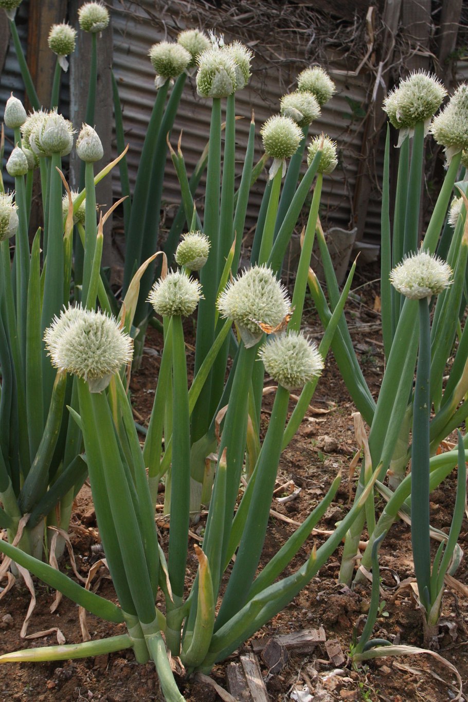 Лук шнитт (Allium schoenoprasum)