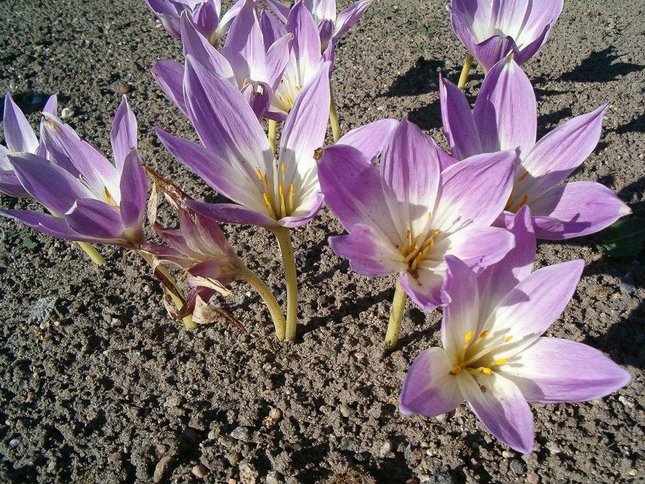 Безвременник цветок