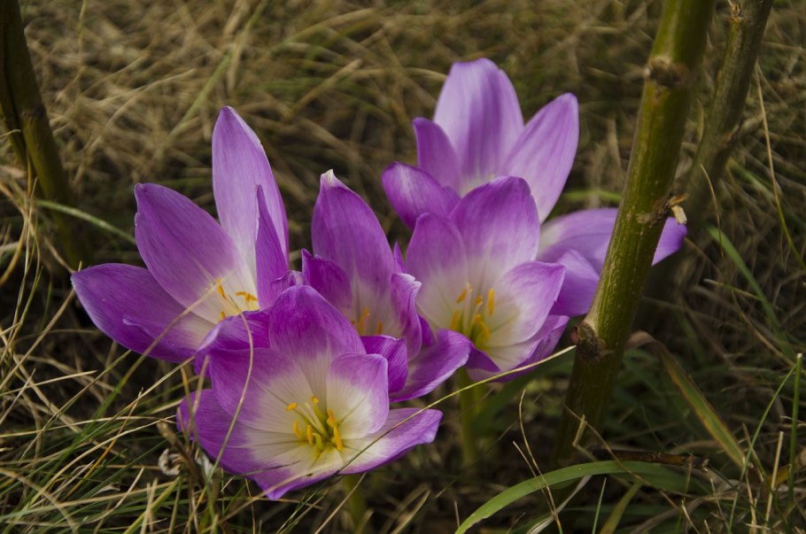 Безвременник осенний (Colchicum autumnale l.).