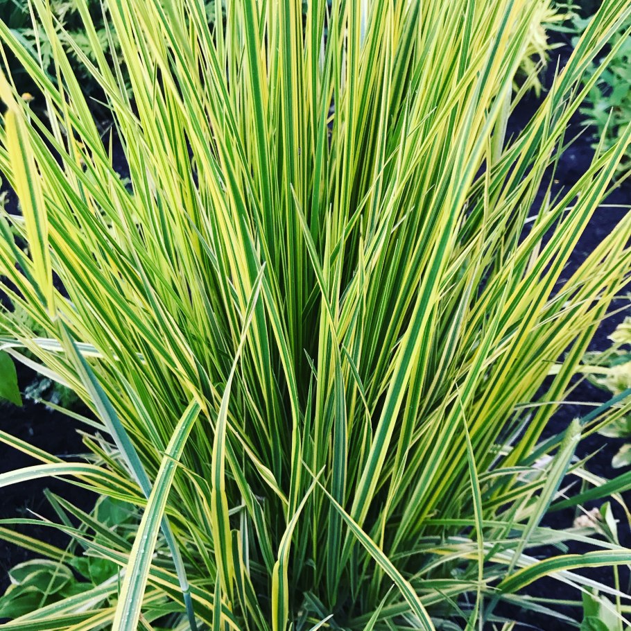 Осока Горная