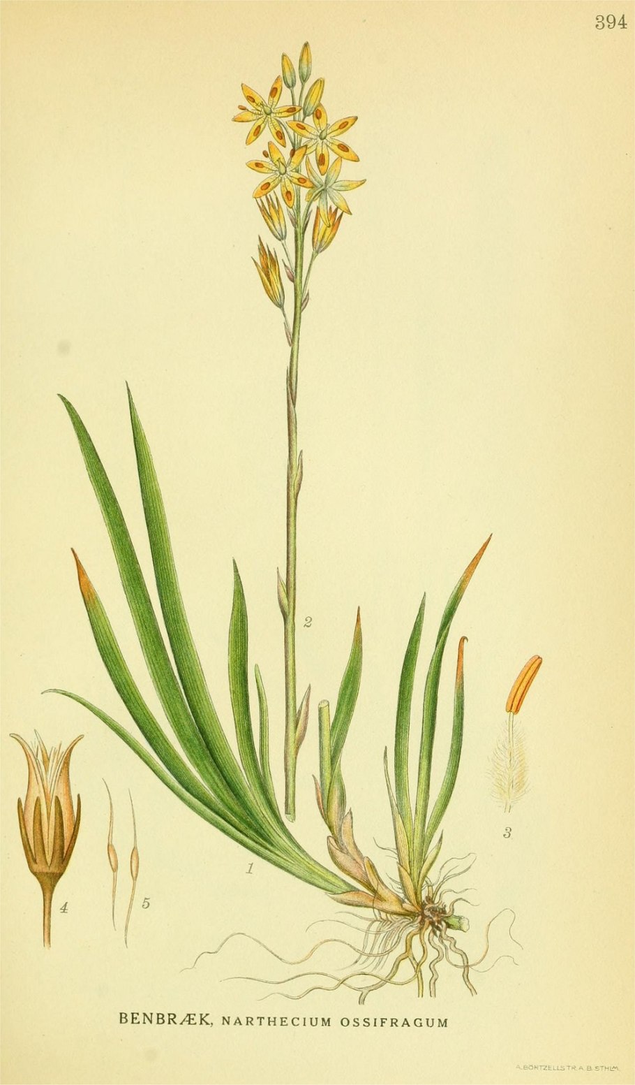 К. А. М. Линдмана Bilder ur Nordens Flora, 1917—1926?