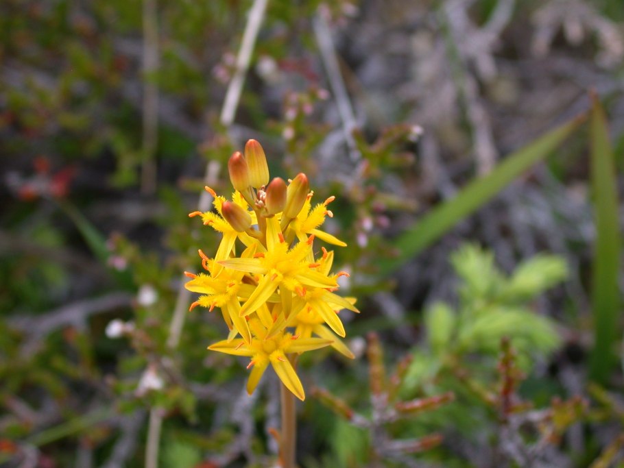 Narthecium ossifragum