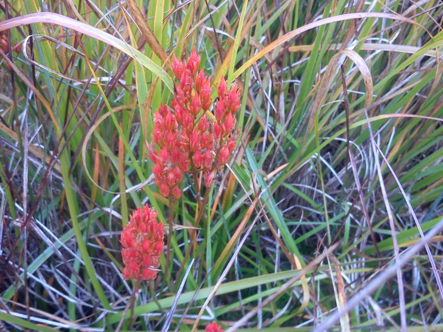 Цветок в разрезе