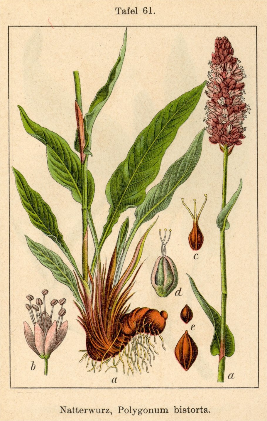 Семейство Яснотковые представители