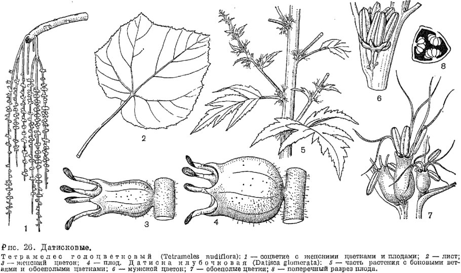 Западный болиголов дерево