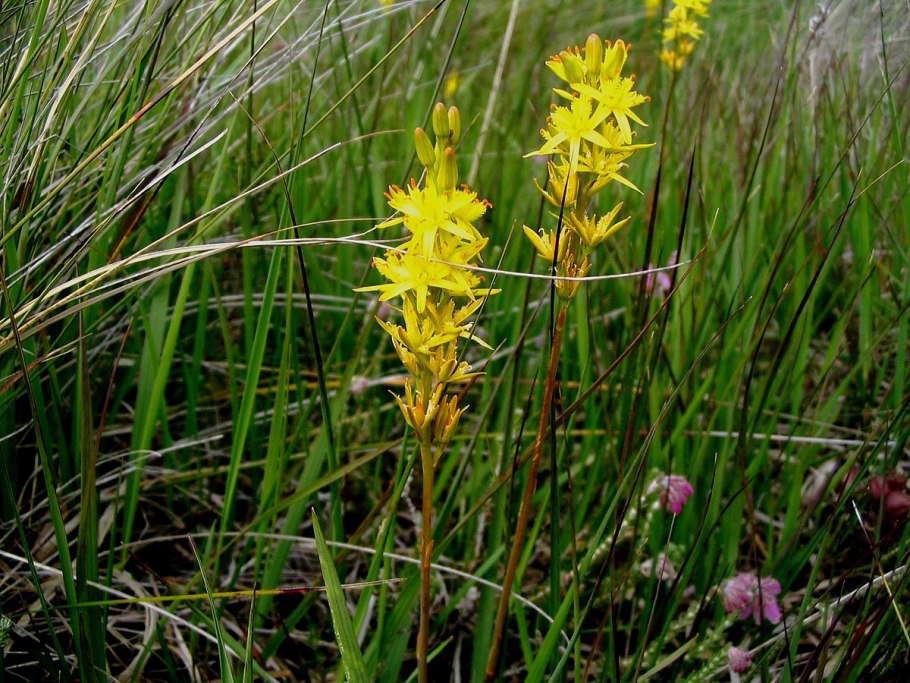 Narthecium ossifragum