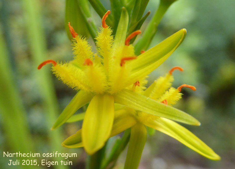Семейство диксопиевые