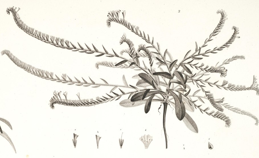 Browneopsis Ucayalina