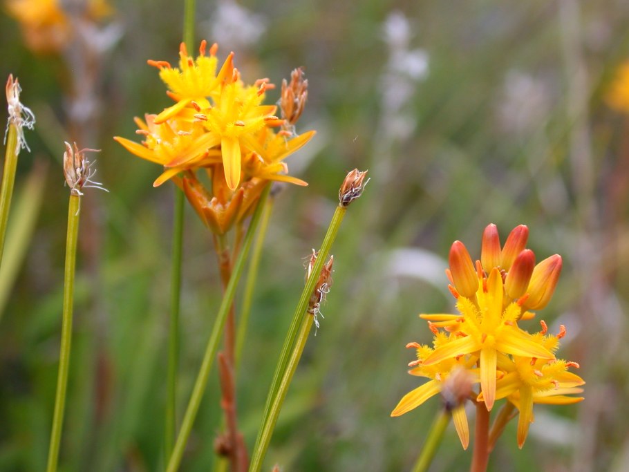 Narthecium ossifragum