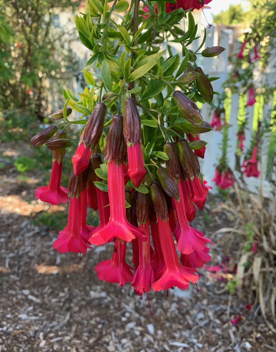 Cantua buxifolia