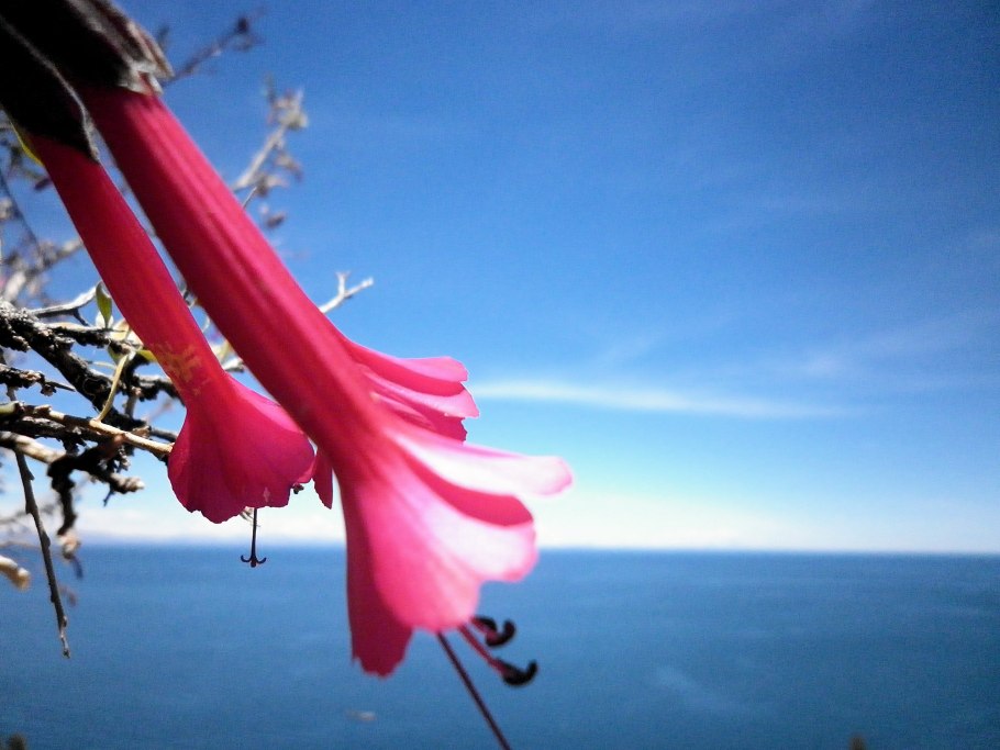 Национальный цветок Перу