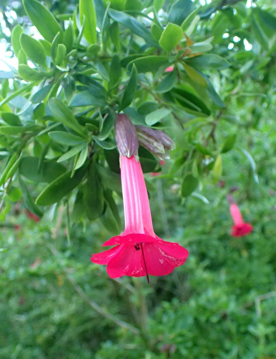 Кантуа самшитолистная