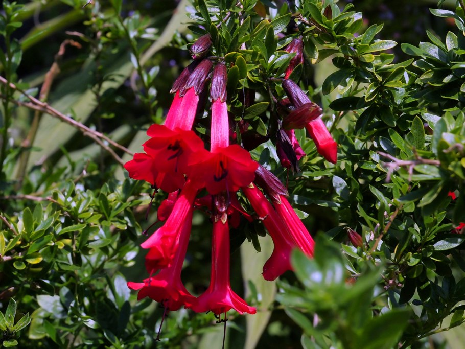 Кантуа самшитолистная