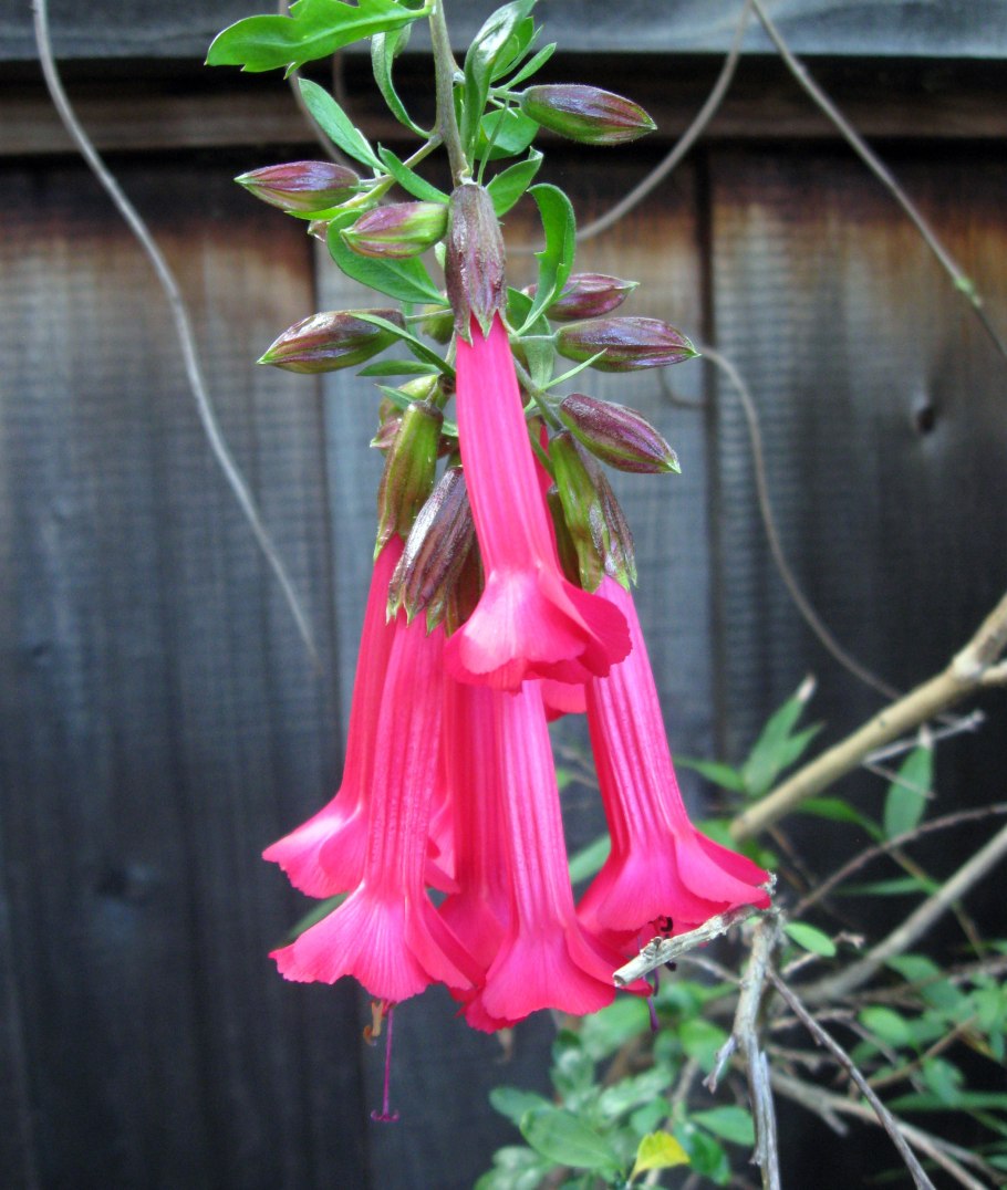 Кантута цветок издалека