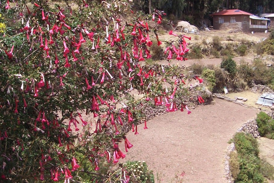 Кантуа самшитолистная