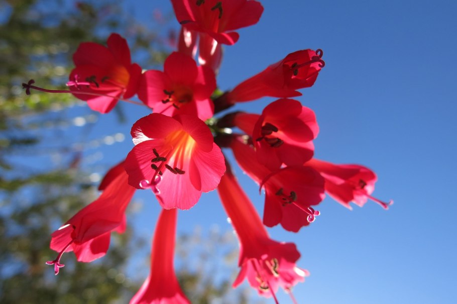 Cantua buxifolia
