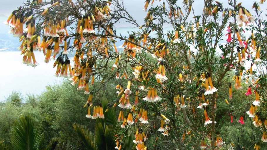 "Flor Angely meza Flores"