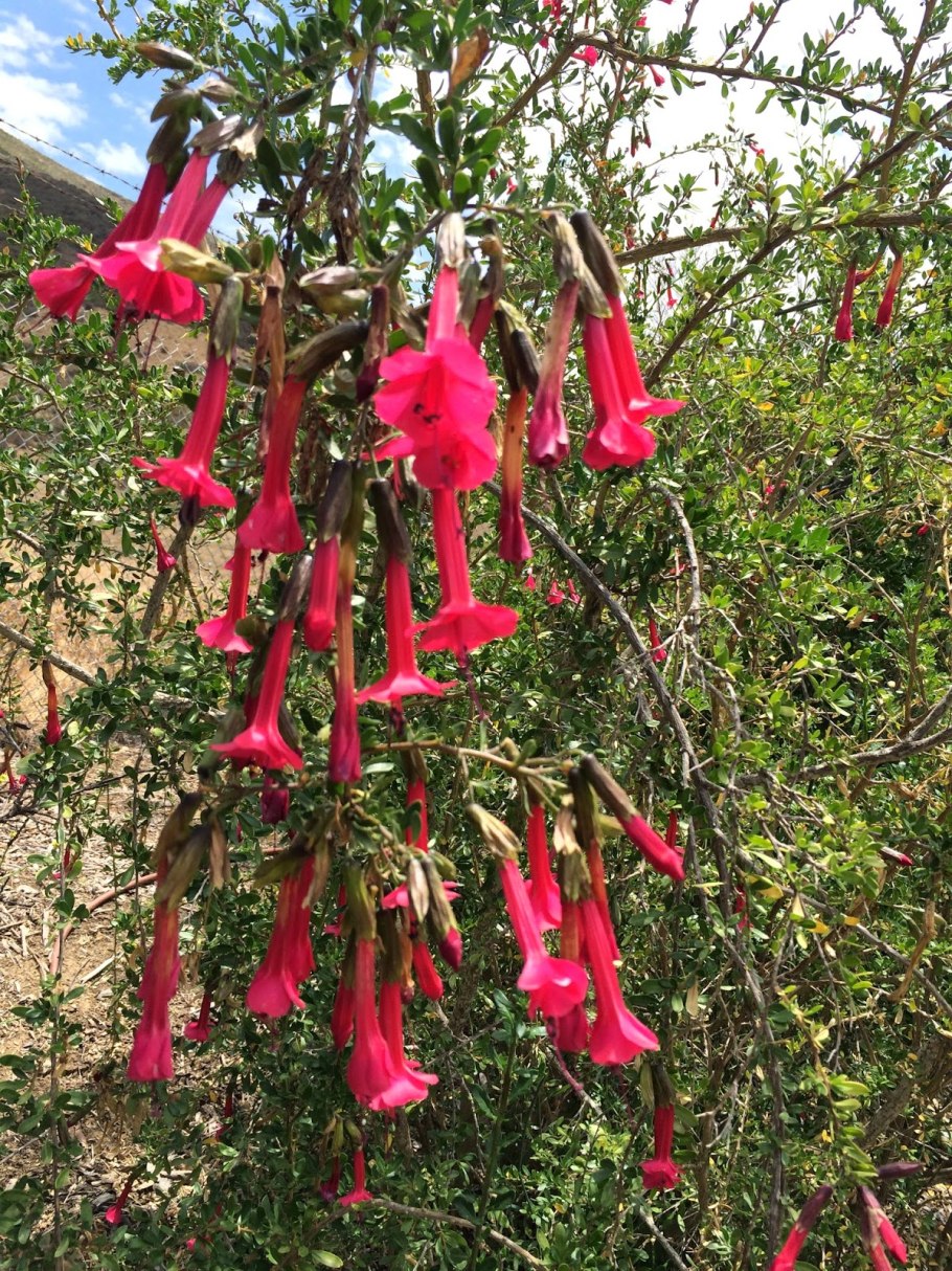 Кантуа Перу