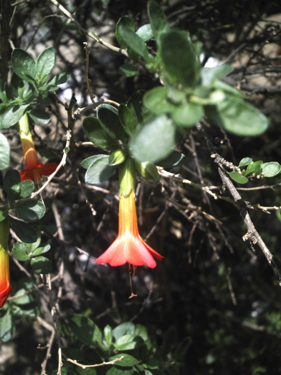 Фуксия Дикая