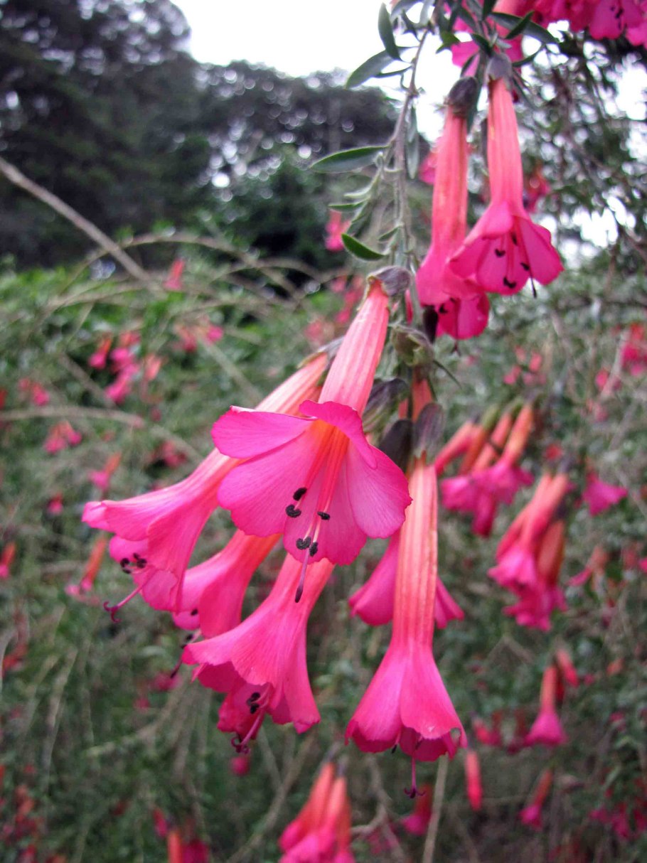 Кантуа буксолистная