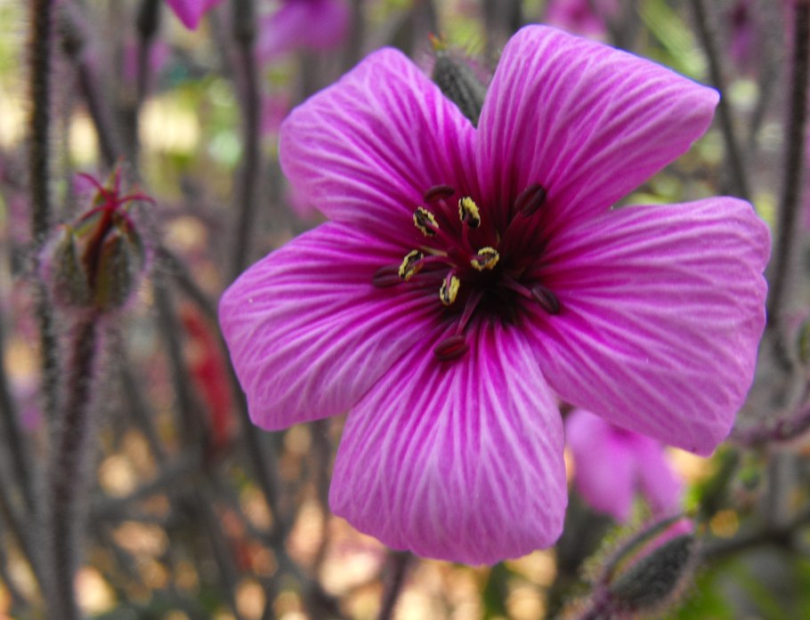 Plocosperma buxifolia