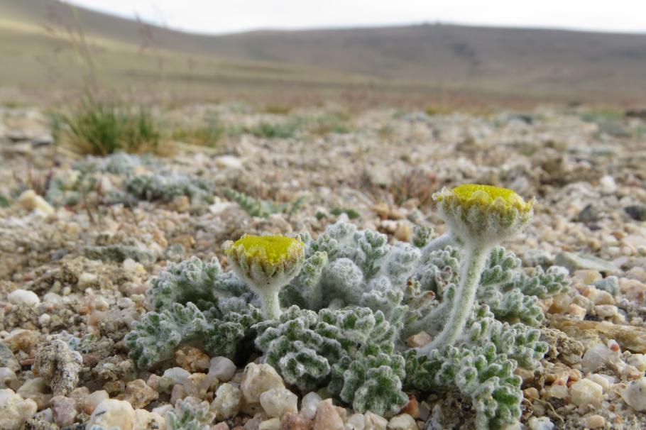 Канкриния дисковидная