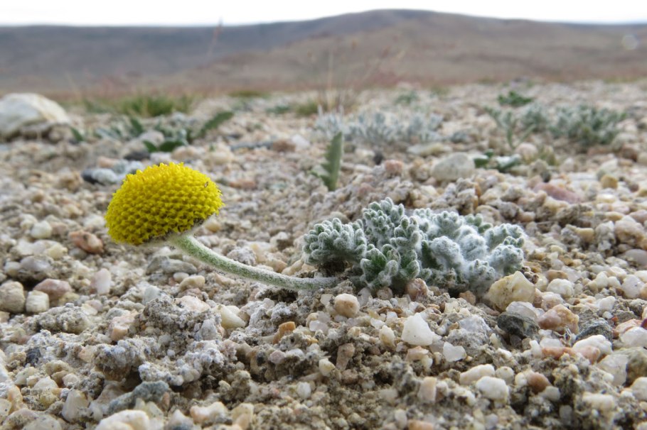 Канкриния безъязычковая