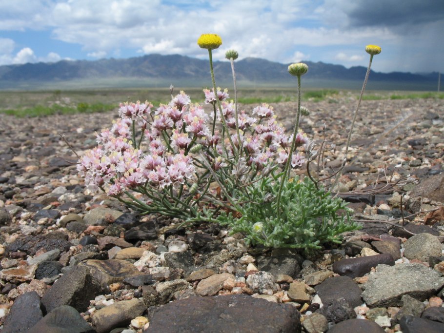 Мексиканская эфедра