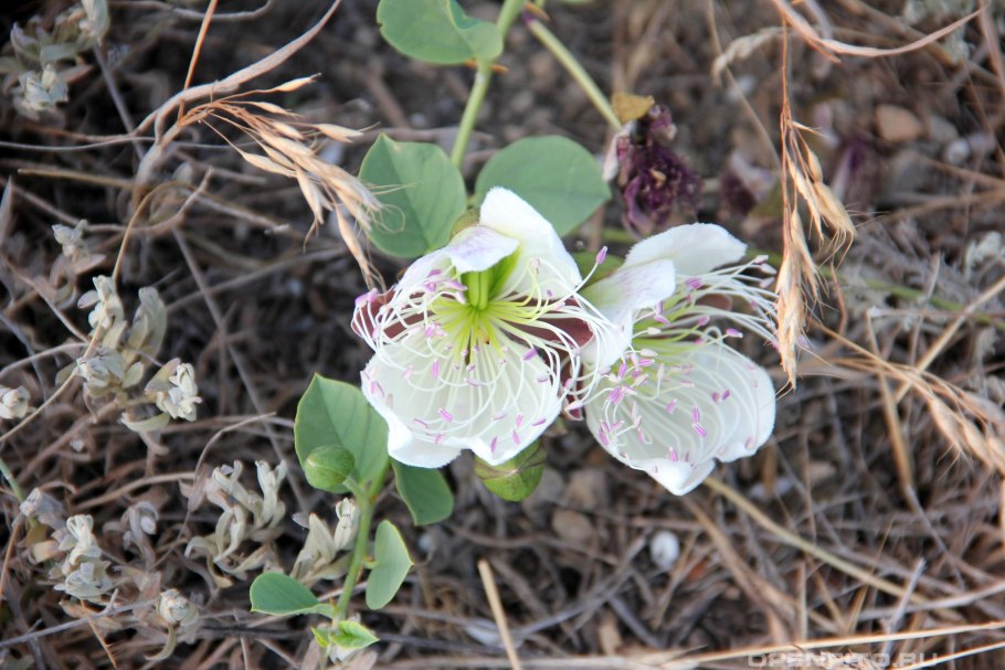 Аптечные наклейки эфедра