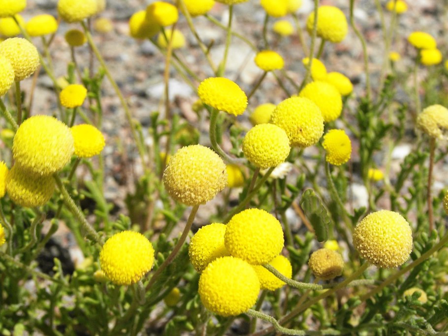 Cancrinia discoidea Канкриния безъязычковая