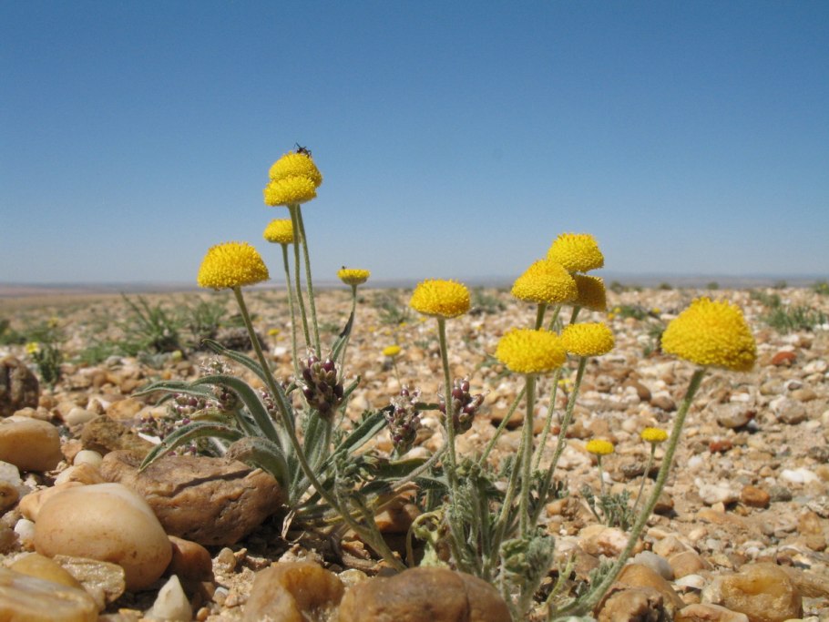Канкриния безъязычковая зимостойкость