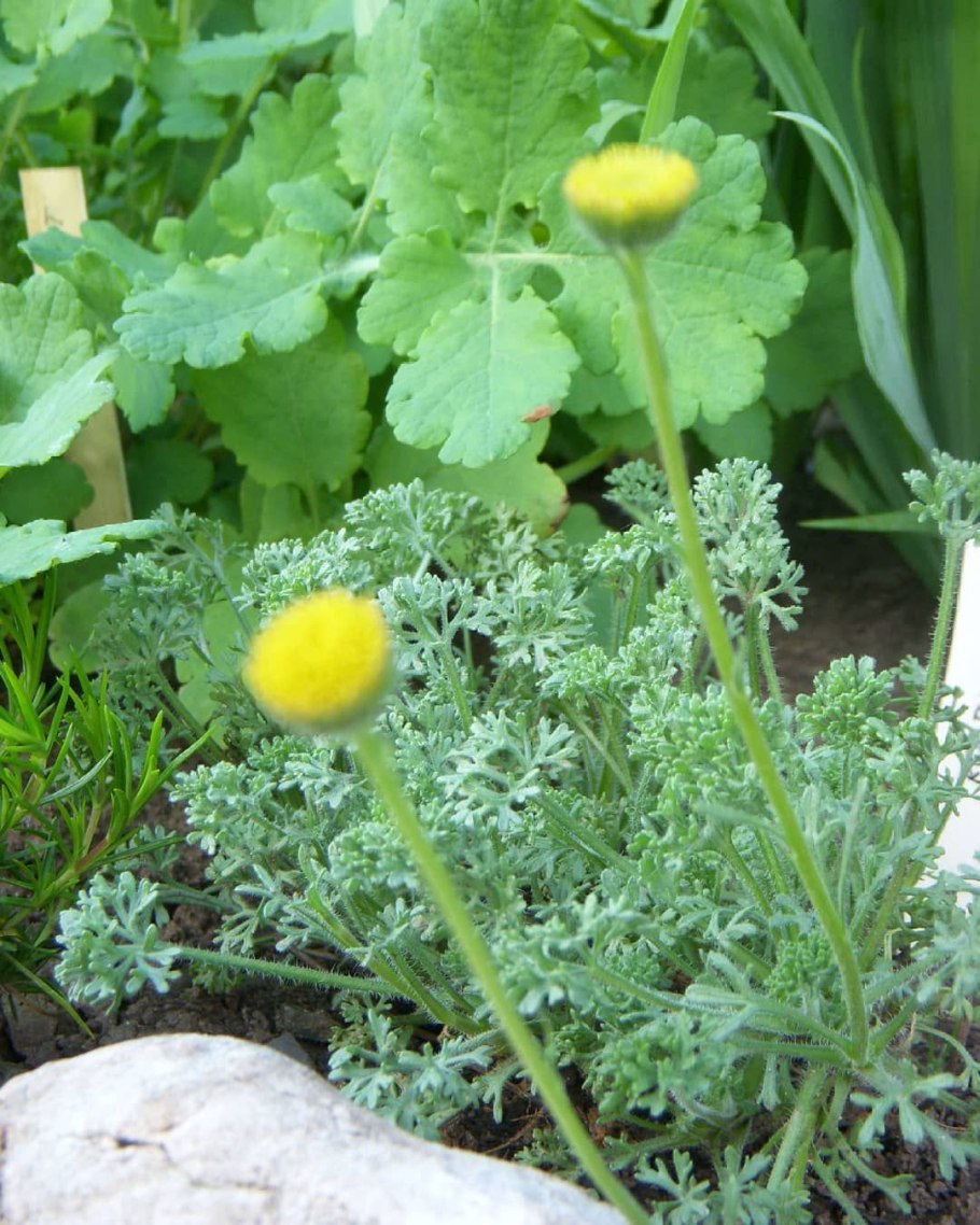 Хвойник двухколосковый Ephedra distachya