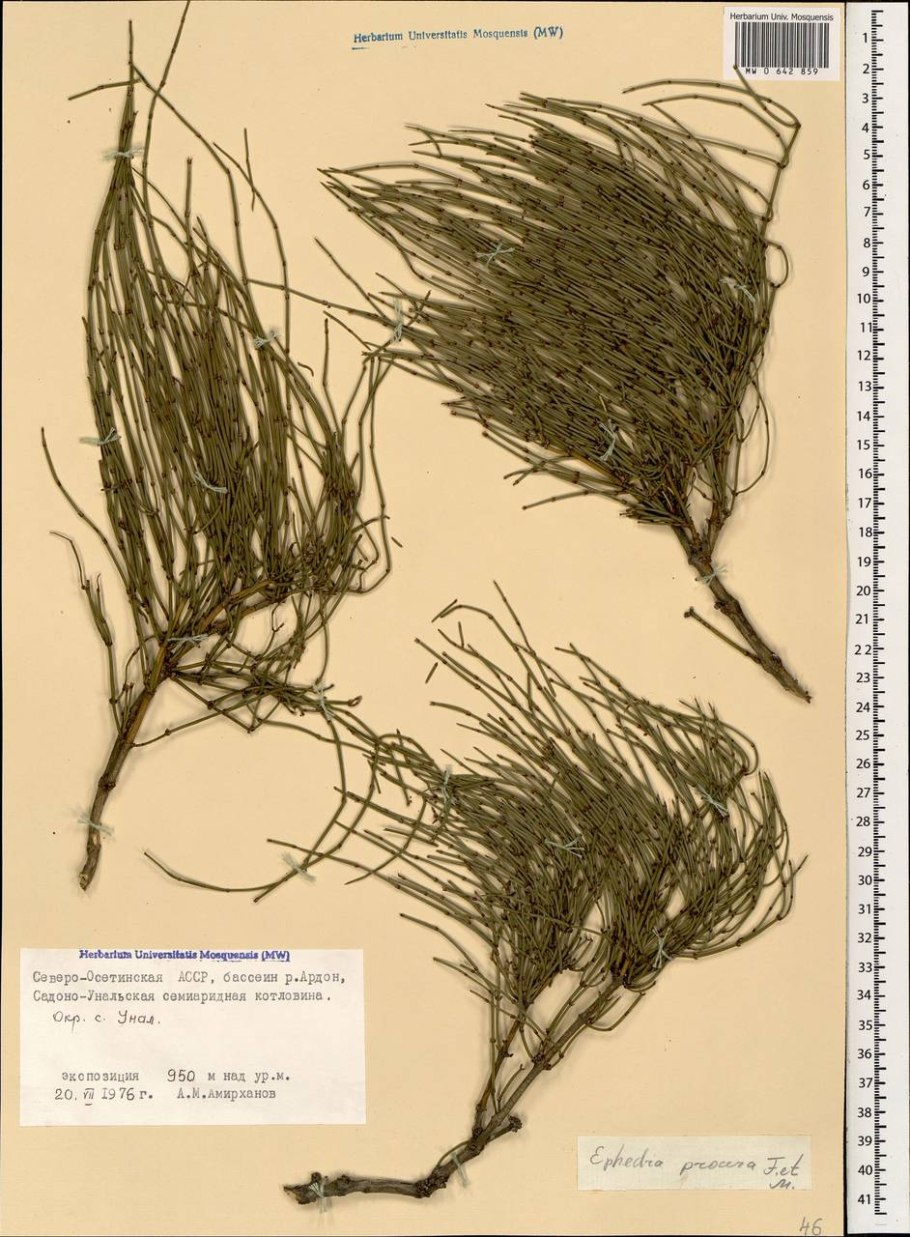 Светло салатовый цвет