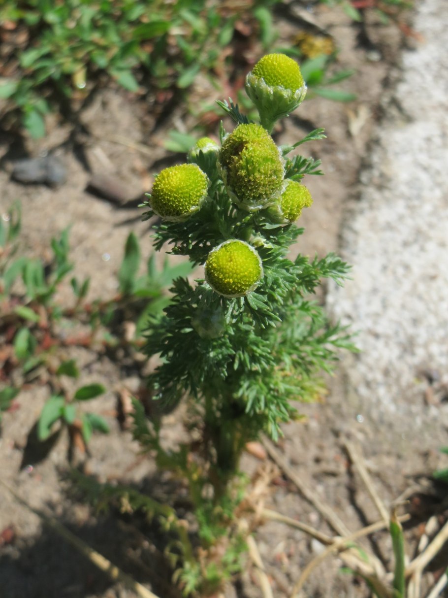 Эфедра хвощевая