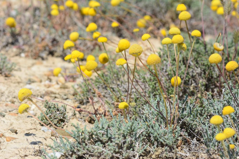 Канкриниелла Крашенинникова.