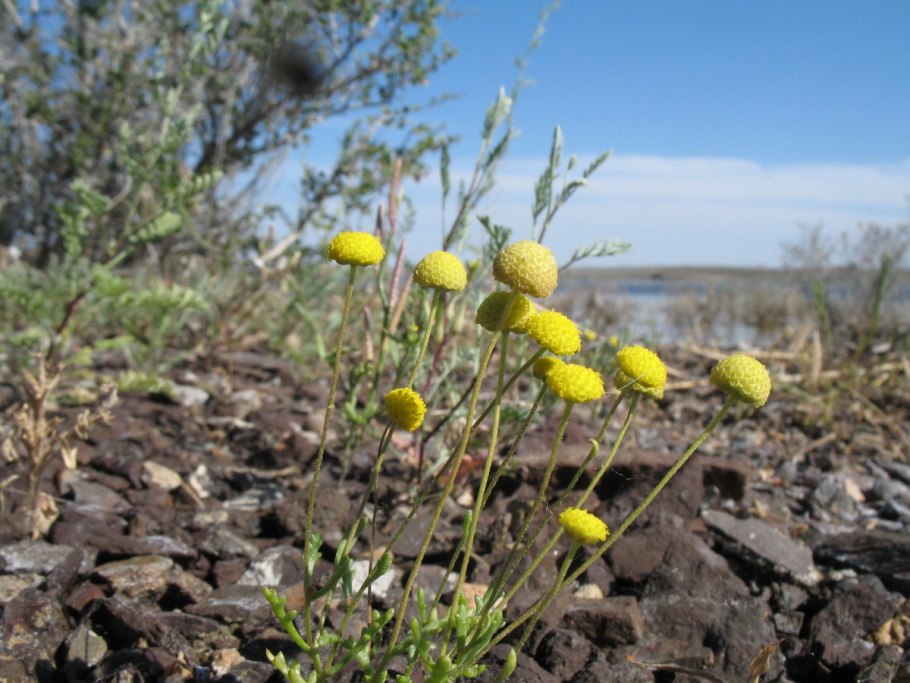 Cancriniella krascheninnikovi (n.Rubtz.) Tzvel.