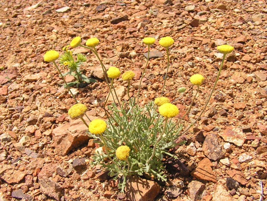 Эфедра хвойник