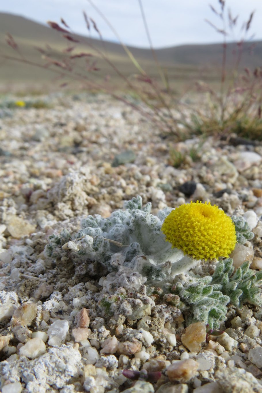 Cancrinia discoidea Канкриния безъязычковая