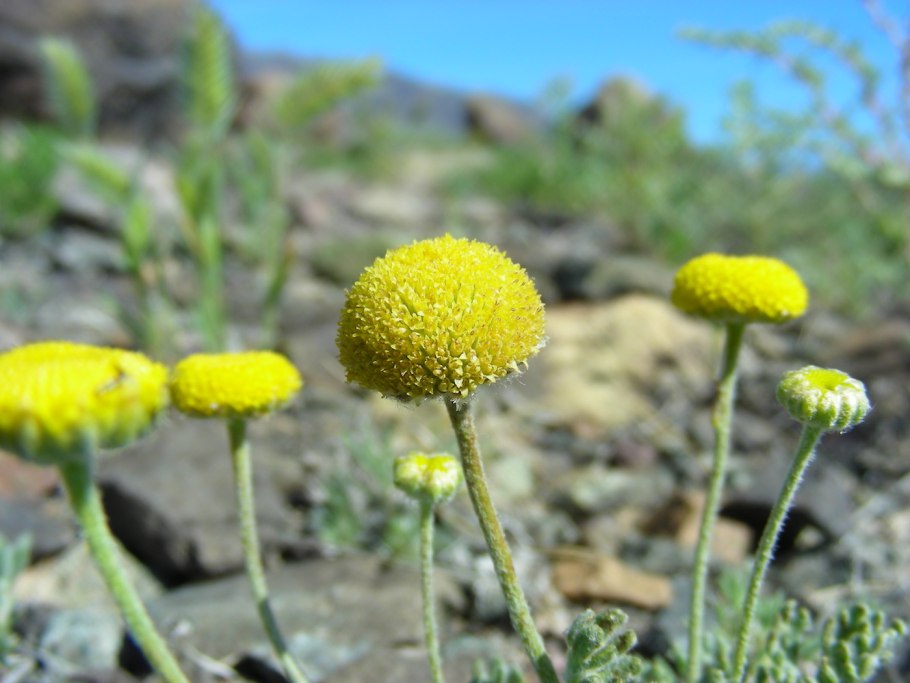 Степная малина