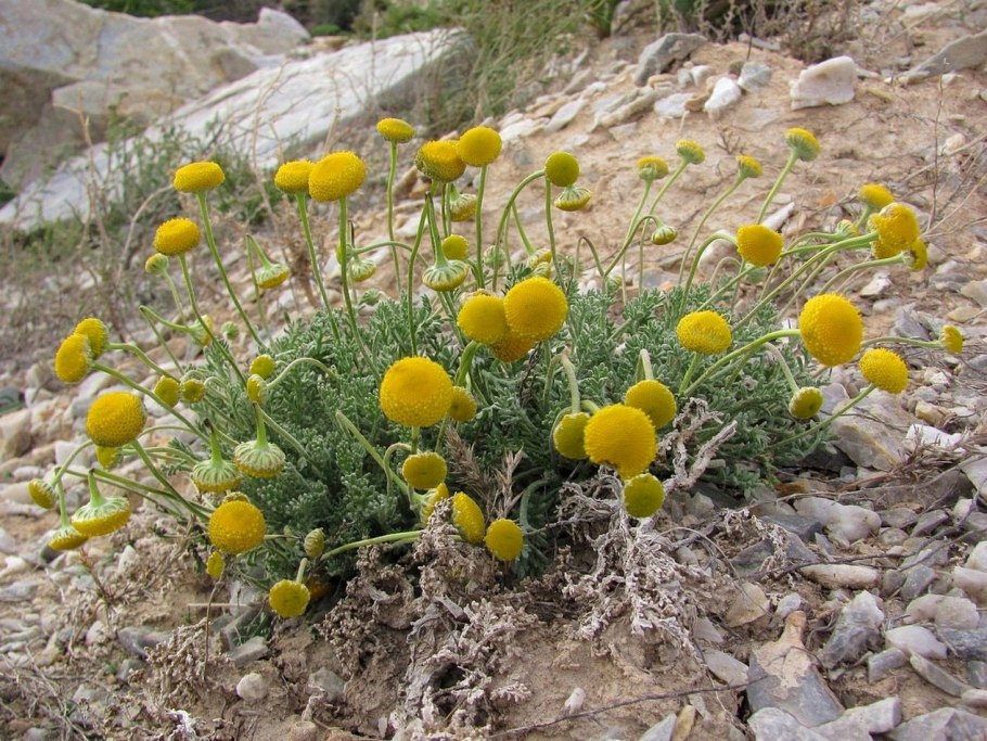 Cancrinia discoidea Канкриния безъязычковая