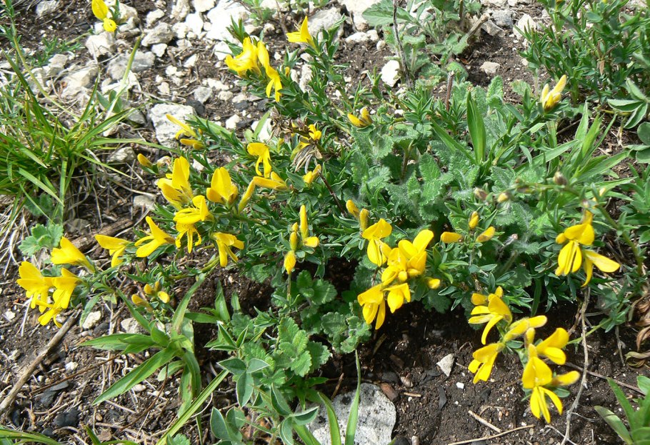 Растительный мир Казахстана