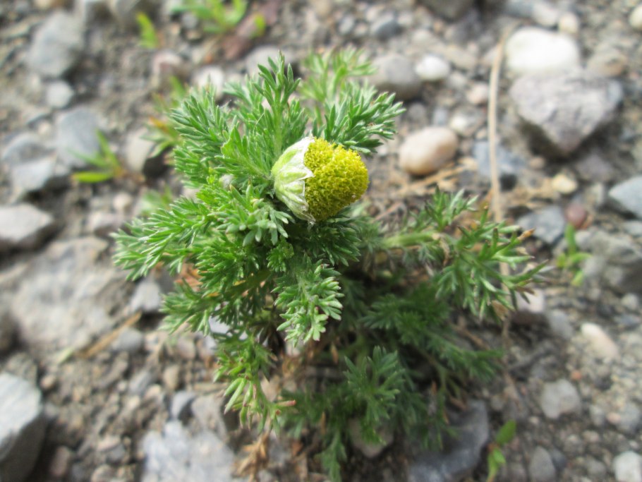 Прибалхашье растения