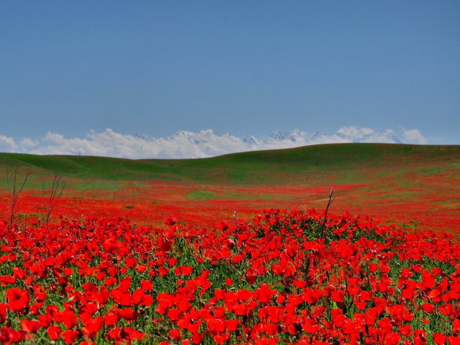 Ромашка пахучая безъязычковая