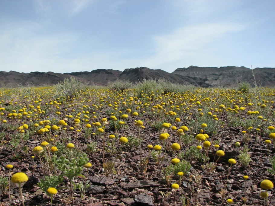 Канкриния безъязычковая